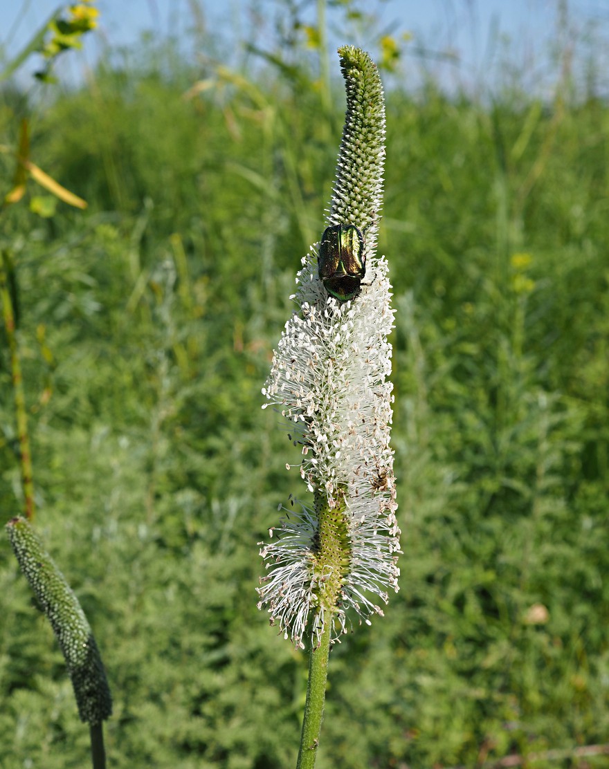 Изображение особи Plantago maxima.