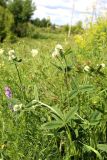 Trifolium montanum