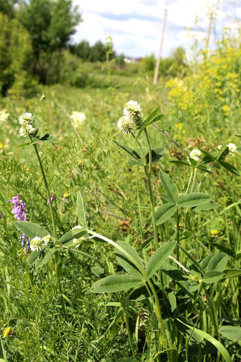 Изображение особи Trifolium montanum.