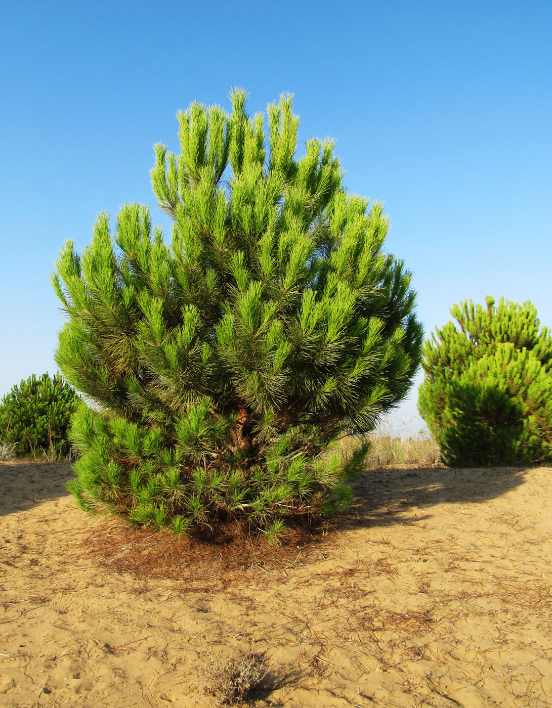 Изображение особи Pinus pinea.