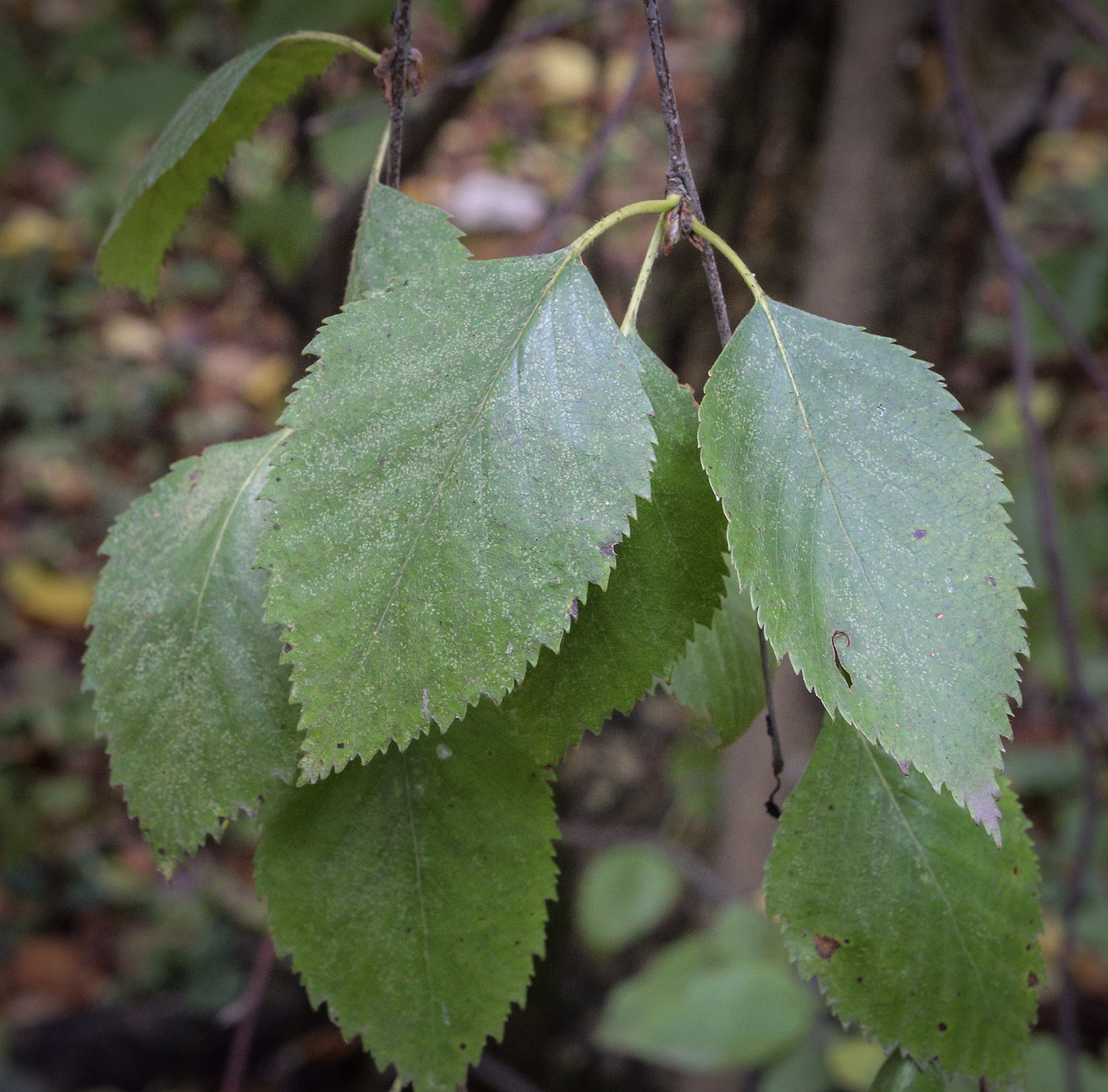 Изображение особи Betula raddeana.