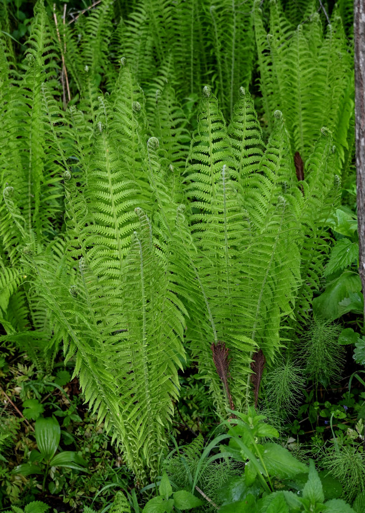 Image of Matteuccia struthiopteris specimen.