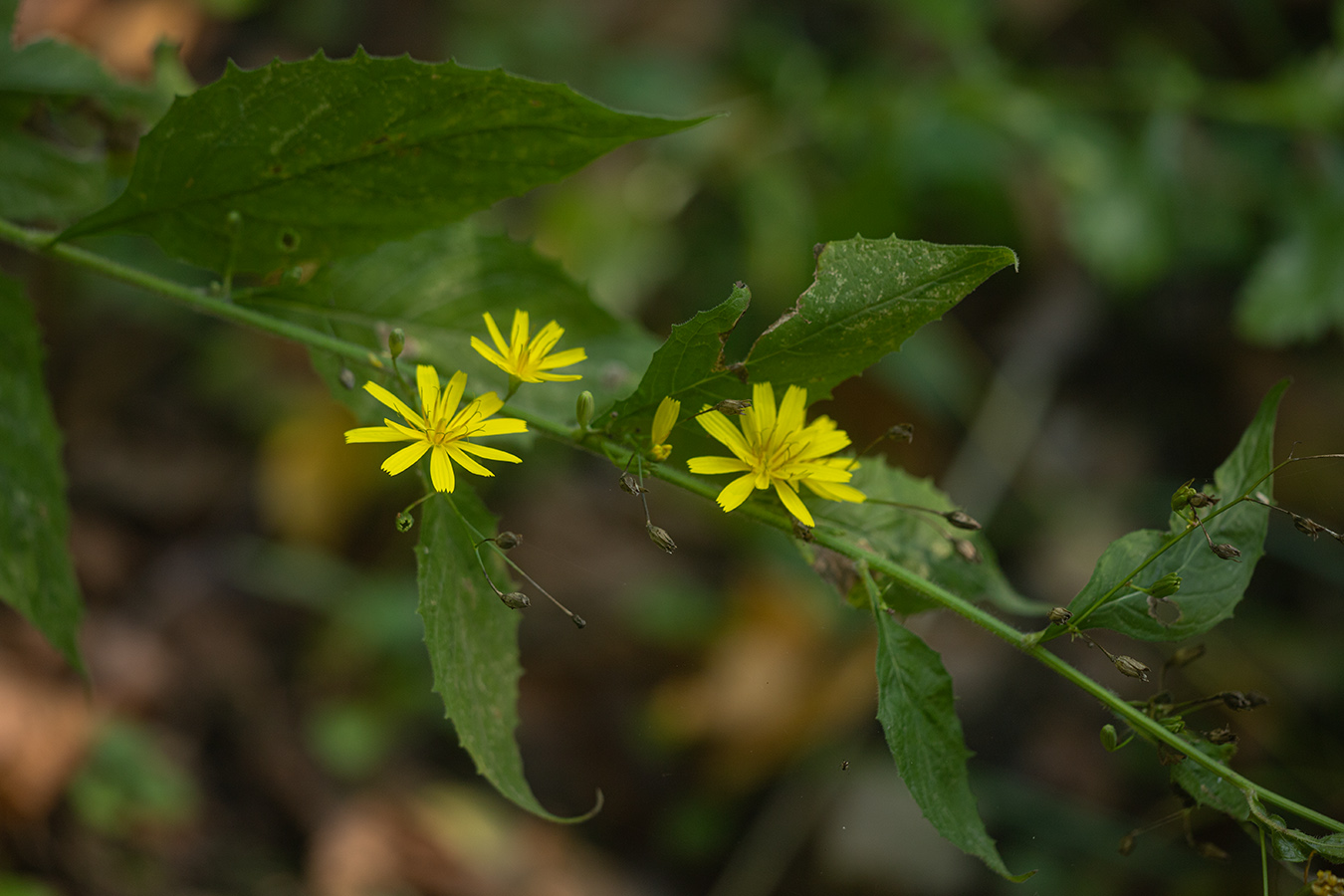 Image of Lapsana grandiflora specimen.