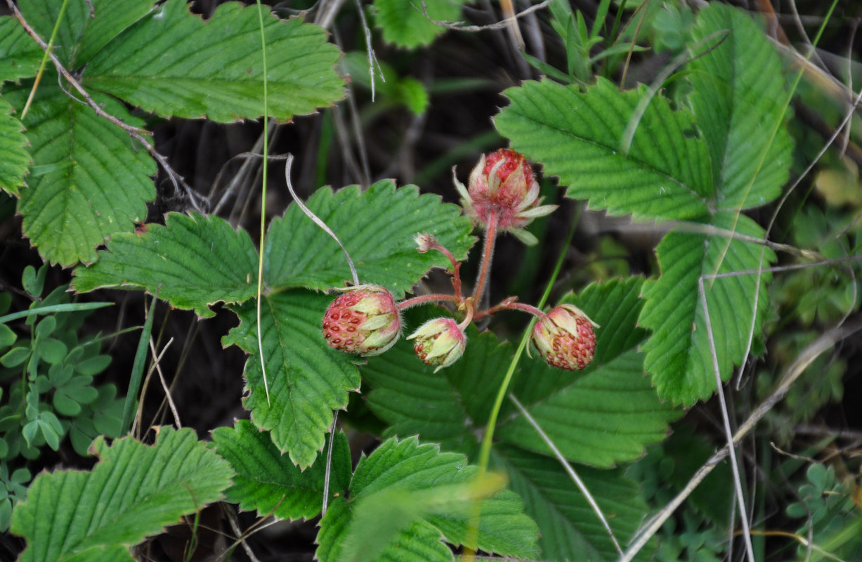 Изображение особи Fragaria viridis.