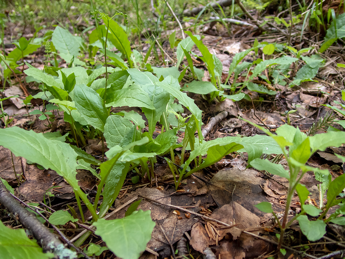 Image of Crepis paludosa specimen.