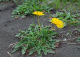 genus Taraxacum. Цветущее растение на границе пляжа и луга. Камчатский край, Елизовский р-н, берег Авачинского залива, Халактырский пляж. 29.08.2022.