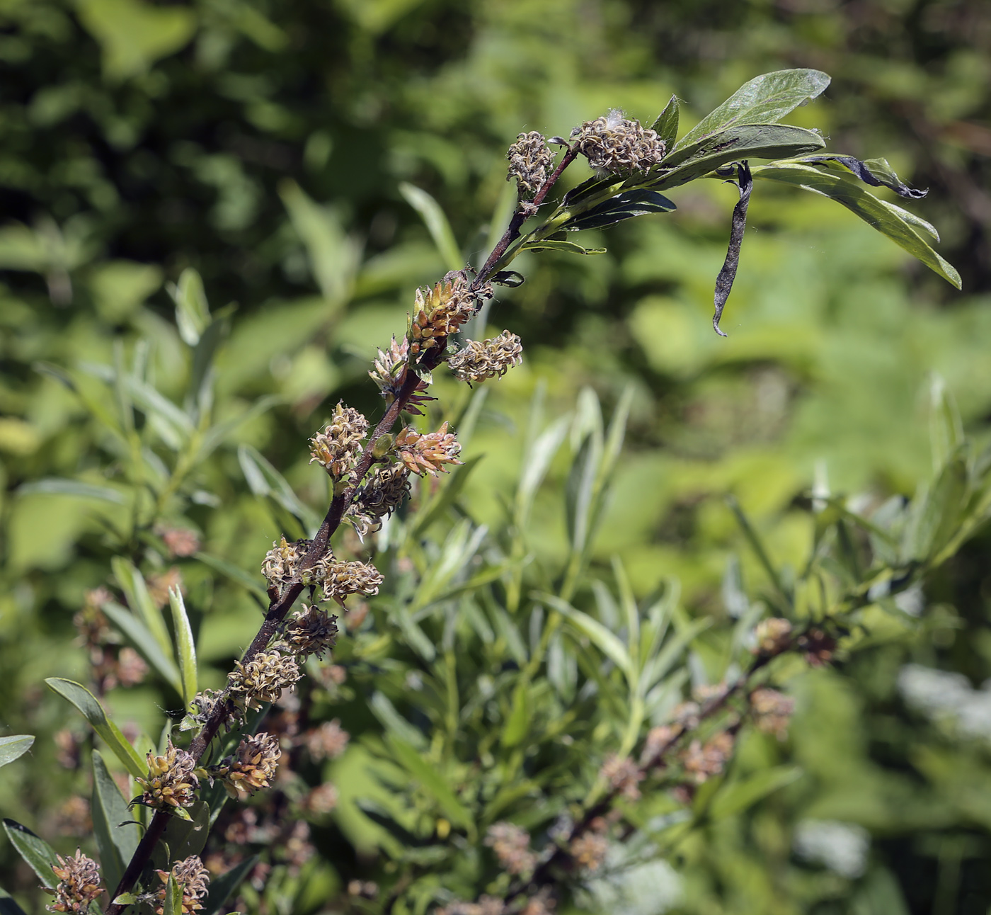 Image of genus Salix specimen.