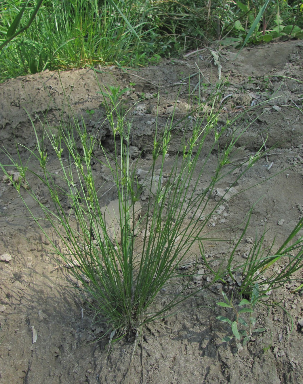 Изображение особи Juncus tenuis.