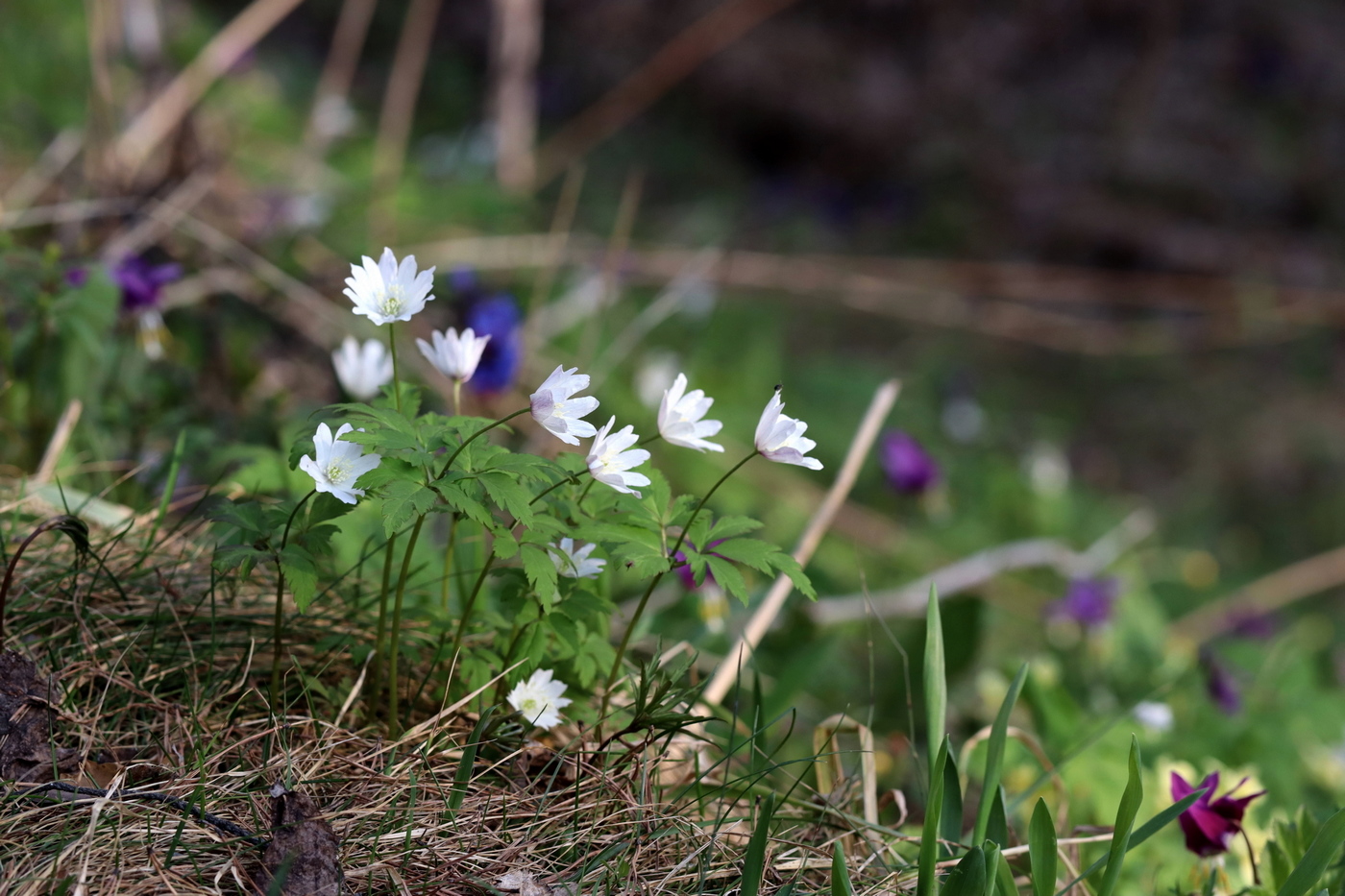 Изображение особи Anemone altaica.