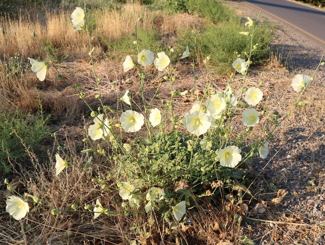 Image of Alcea rugosa specimen.