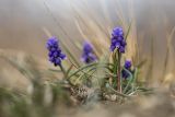 Muscari neglectum