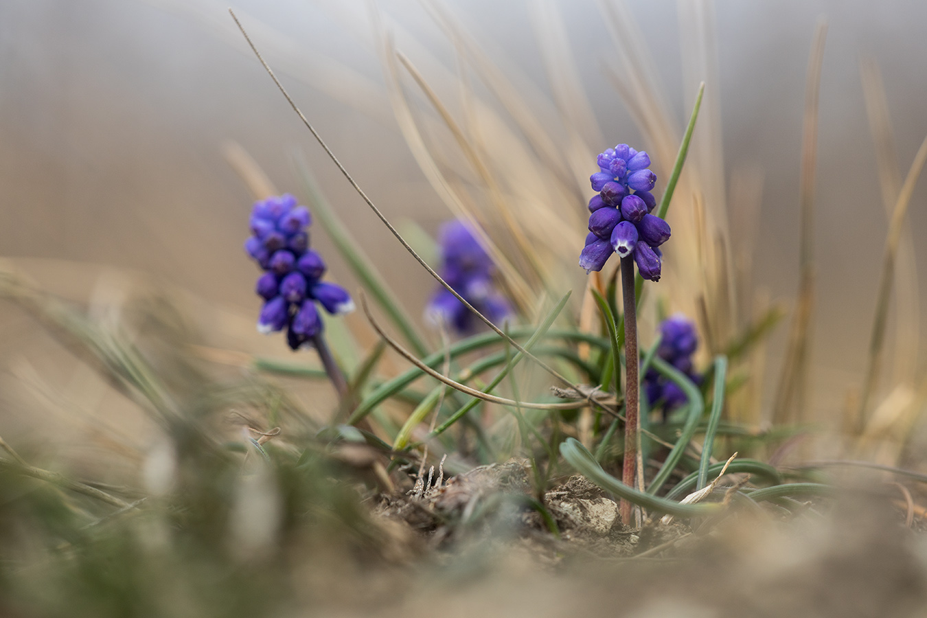 Изображение особи Muscari neglectum.