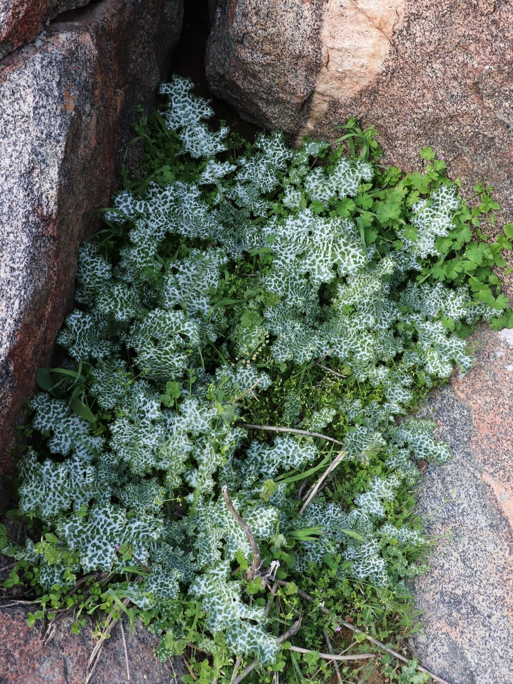 Изображение особи Silybum marianum.