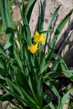 Tulipa anadroma