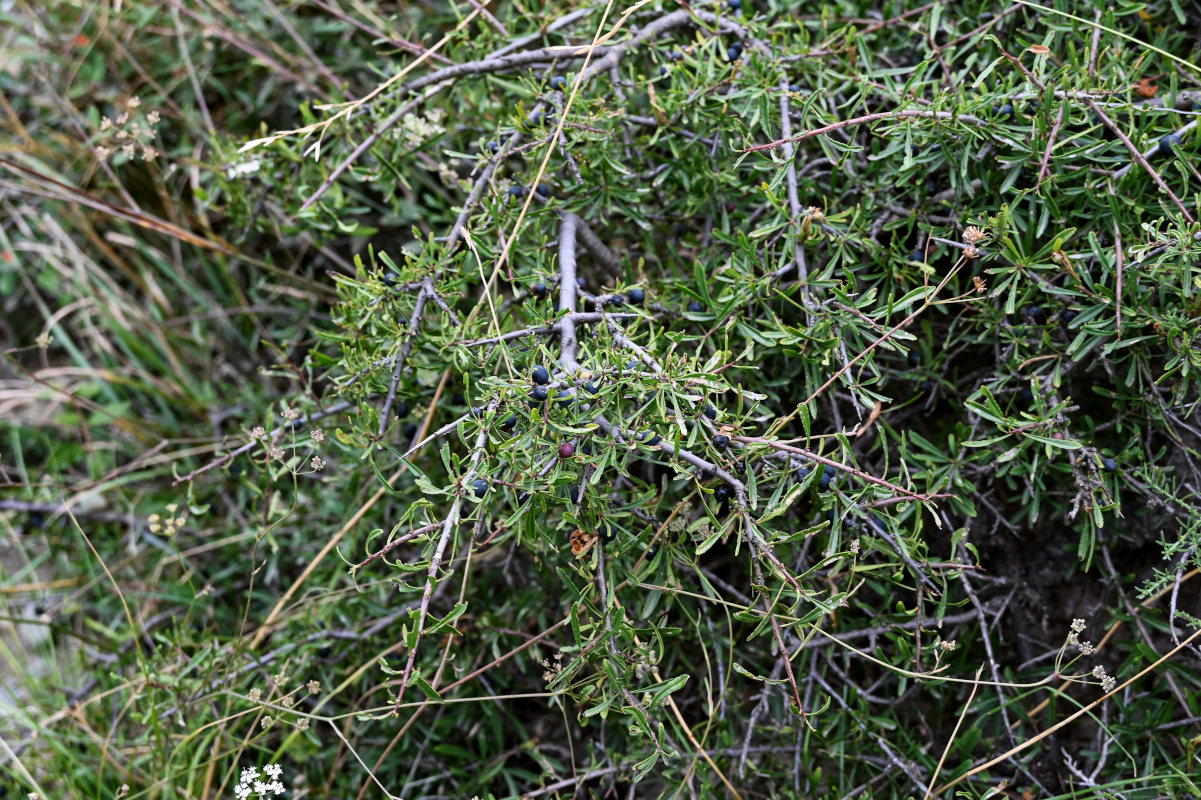 Image of Rhamnus erythroxyloides specimen.