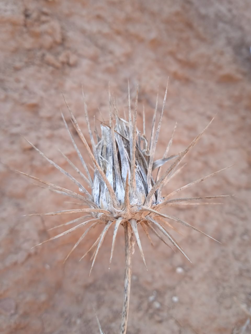 Image of Cousinia spryginii specimen.
