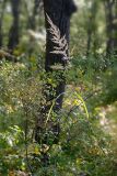 Calamagrostis brachytricha. Верхушка цветущего растения. Владивосток, Ботанический сад-институт ДВО РАН. 26 сентября 2009 г.