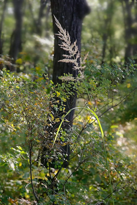 Изображение особи Calamagrostis brachytricha.