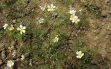 Ranunculus rionii