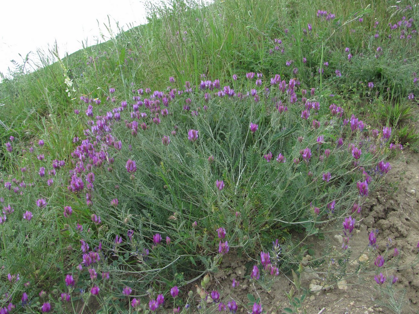 Image of Astragalus bungeanus specimen.