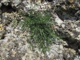 familia Caryophyllaceae. Вегетирующее растение. Краснодарский край, окр. г. Армавир, скальный выход. 06.05.2023.