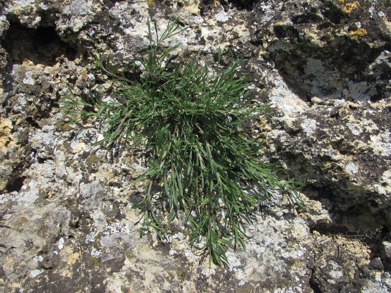 Изображение особи семейство Caryophyllaceae.