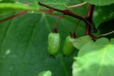 Actinidia kolomikta