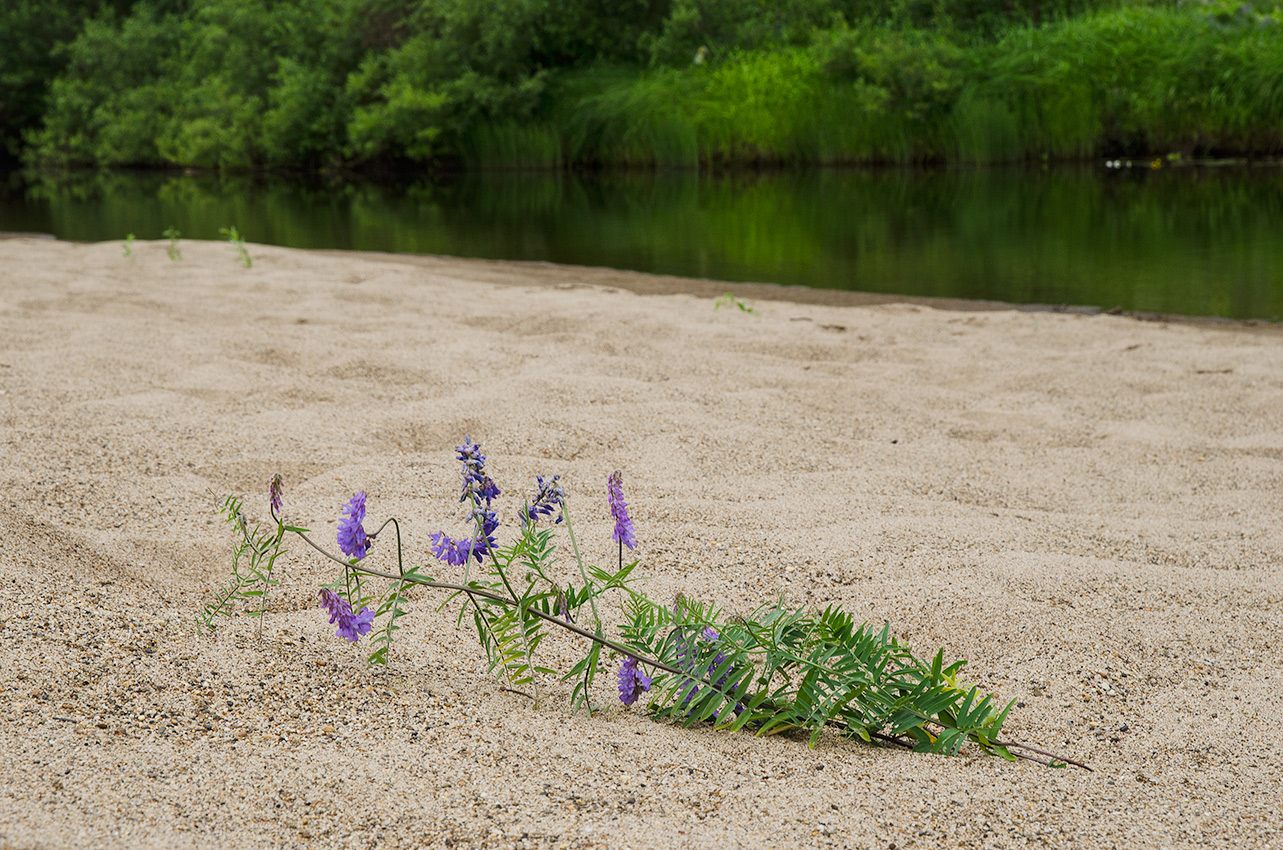 Image of Vicia cracca specimen.