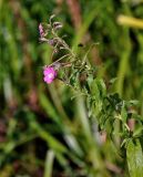 Epilobium hirsutum. Верхушка побега с соцветием. Московская обл., Сергиево-Посадский р-н, долина р. Пажа, пойменный луг. 25.08.2021.