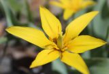 Tulipa anisophylla