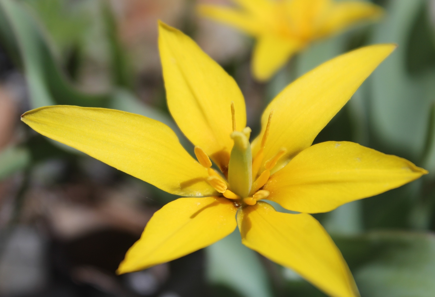 Изображение особи Tulipa anisophylla.