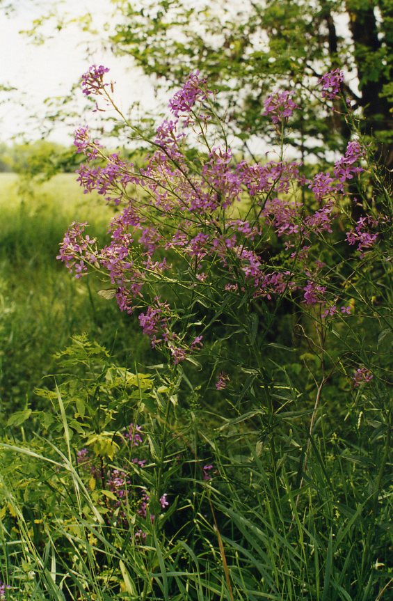 Изображение особи род Hesperis.