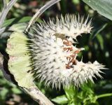 Datura innoxia