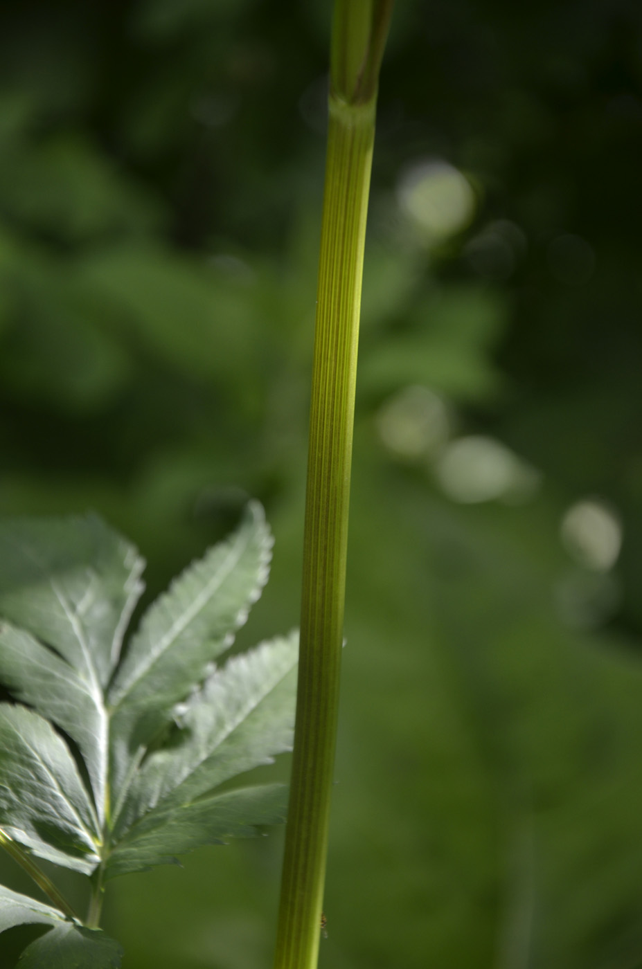 Изображение особи Macrosciadium physospermifolium.