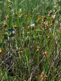 Carex gynocrates. Верхушки плодоносящих пестичных и отцветших тычиночных побегов. Магаданская обл., окр. г. Магадан, исток руч. Корейский, кочкарная сырая тундра (300 м н.у.м.), небольшое повышение с Betula exilis и Andromeda polifolia. 12.07.2023.