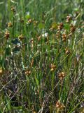 Carex gynocrates