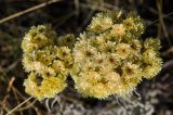 Helichrysum arenarium. Остатки осыпавшихся соплодий. Оренбургская обл., Беляевский р-н, Донской сельсовет, Долгие Горы, степной склон. 5 сентября 2023 г.