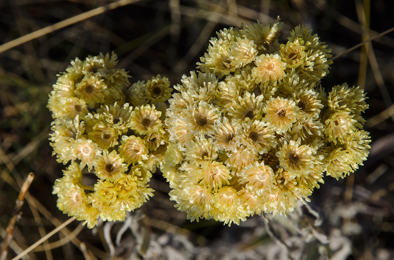 Image of Helichrysum arenarium specimen.