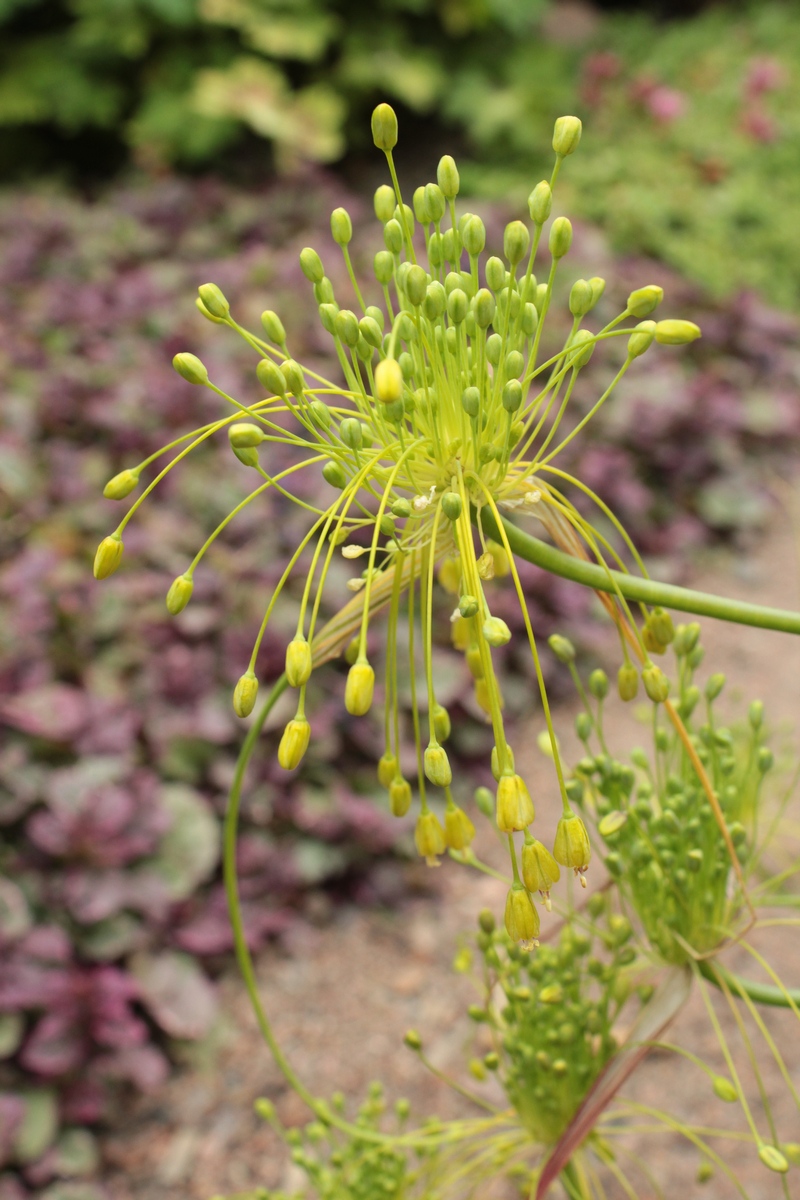 Image of Allium pseudoflavum specimen.