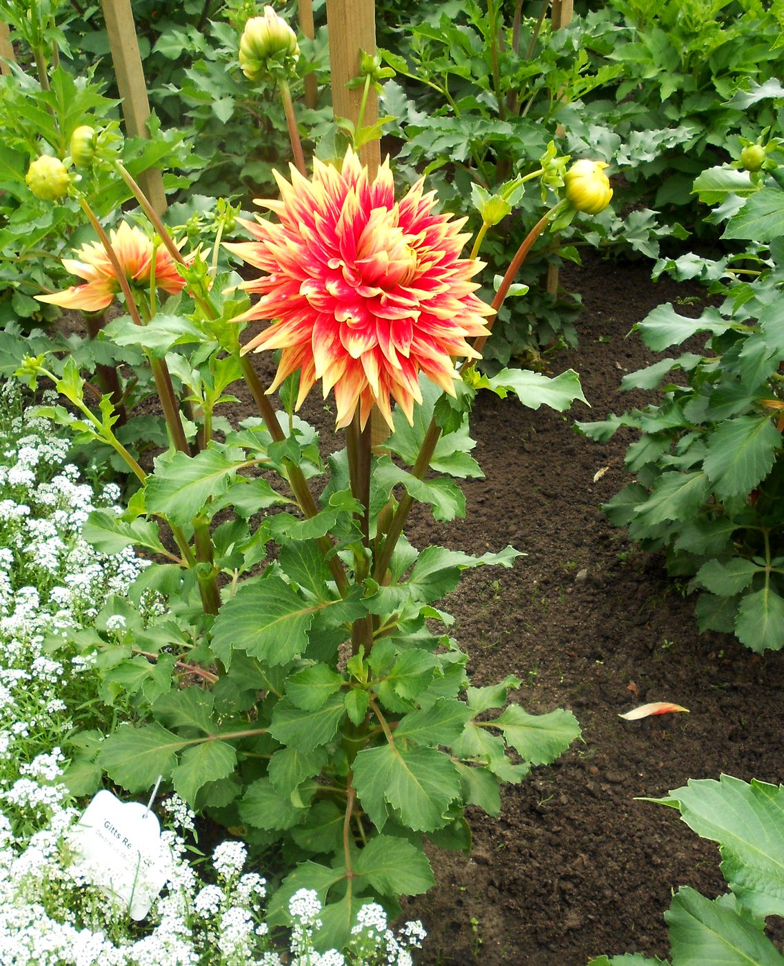 Image of Dahlia × cultorum specimen.