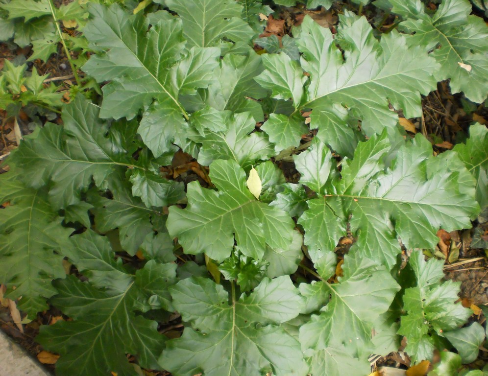 Image of Acanthus mollis specimen.