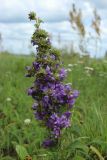 Campanula glomerata. Общее соцветие с аномальной морфологией. Беларусь, Витебская обл., окр. пос. Езерище, выкашиваемый суходольный луг. 03.08.2023.