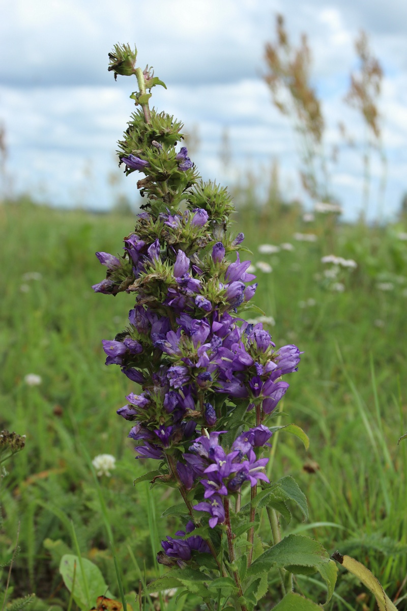 Изображение особи Campanula glomerata.