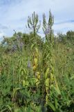 Veronica longifolia. Отцветающее и плодоносящее растение в сообществе с Trifolium medium. Беларусь, Витебская обл., окр. пос. Езерище, выкашиваемый суходольный луг. 03.08.2023.