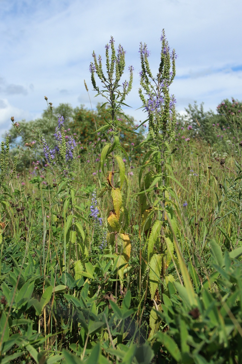 Image of Veronica longifolia specimen.