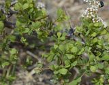 Spiraea aquilegifolia