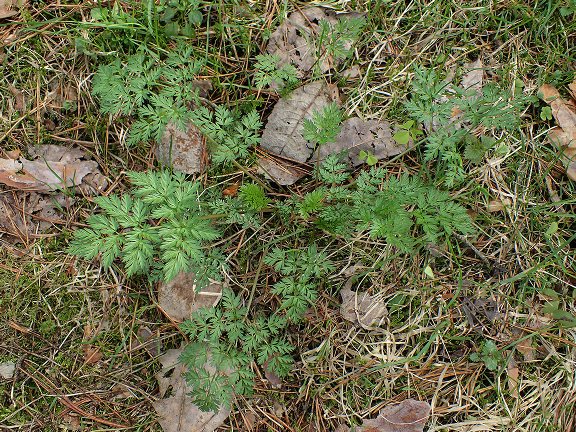 Image of Anthriscus sylvestris specimen.