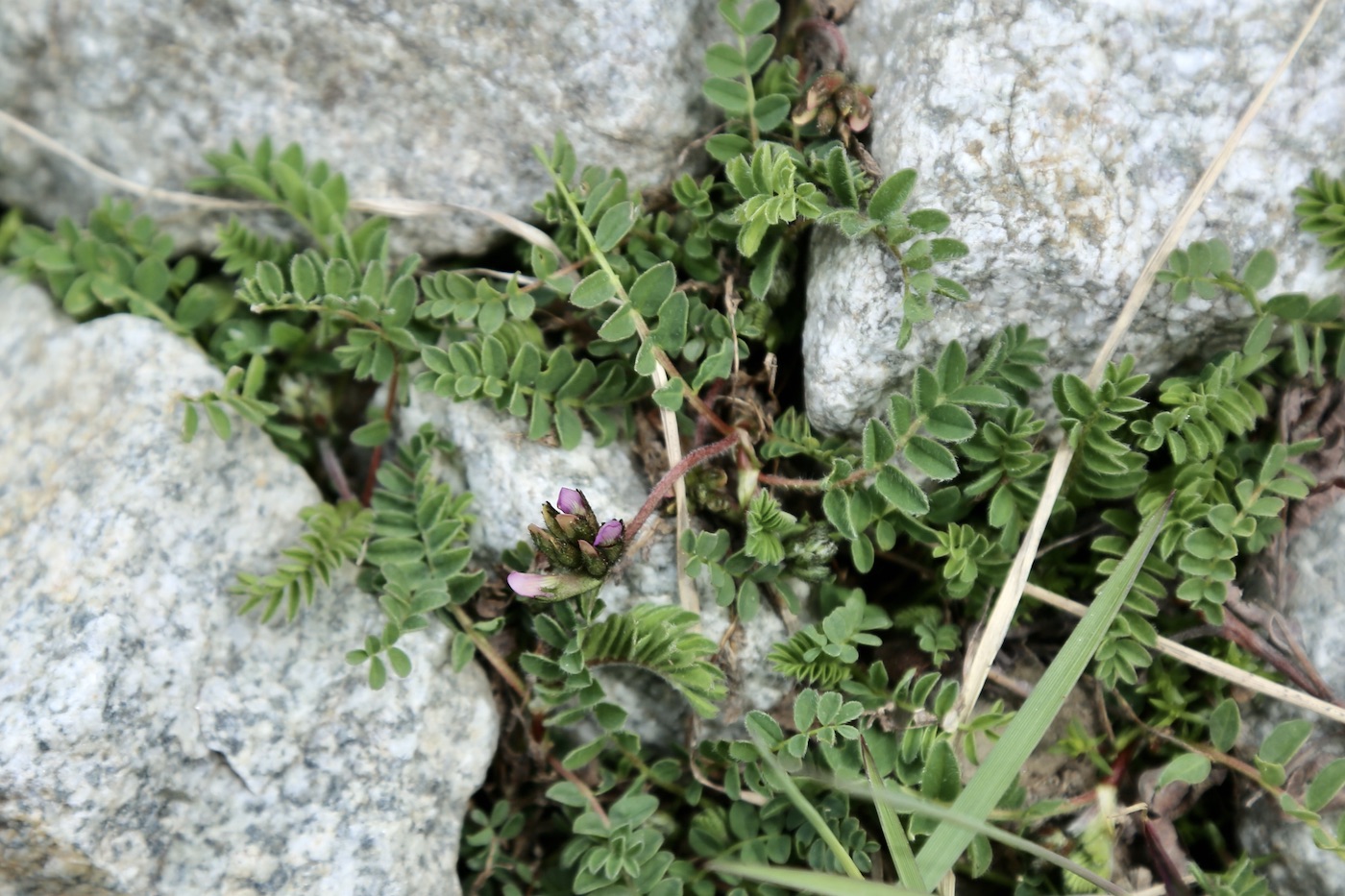 Image of Astragalus captiosus specimen.