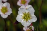 Saxifraga × arendsii. Цветок. Московская обл., Раменский р-н, окр. дер. Хрипань, садовый участок. 19.05.2024.