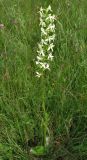 Platanthera bifolia. Цветущее растение на лугу. Смоленская обл., Смоленский р-н, окр. пос. Каспля. 27.06.2009.